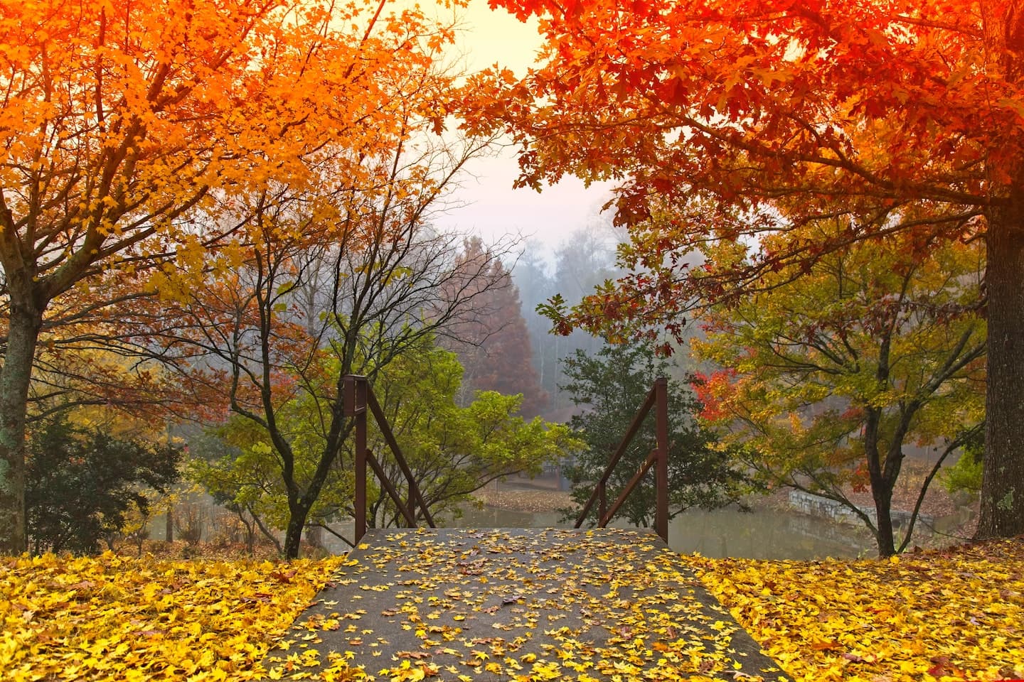 Park with trees in October